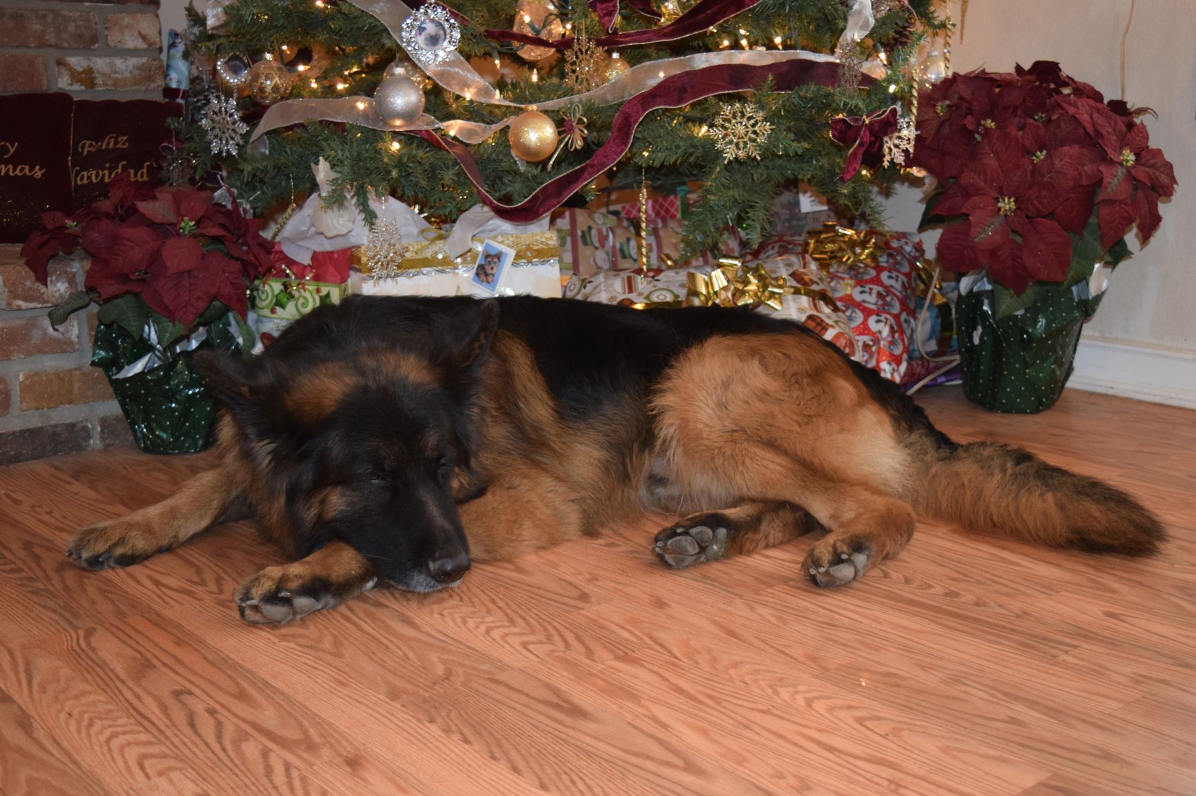 Toshy Christmas Shepherd