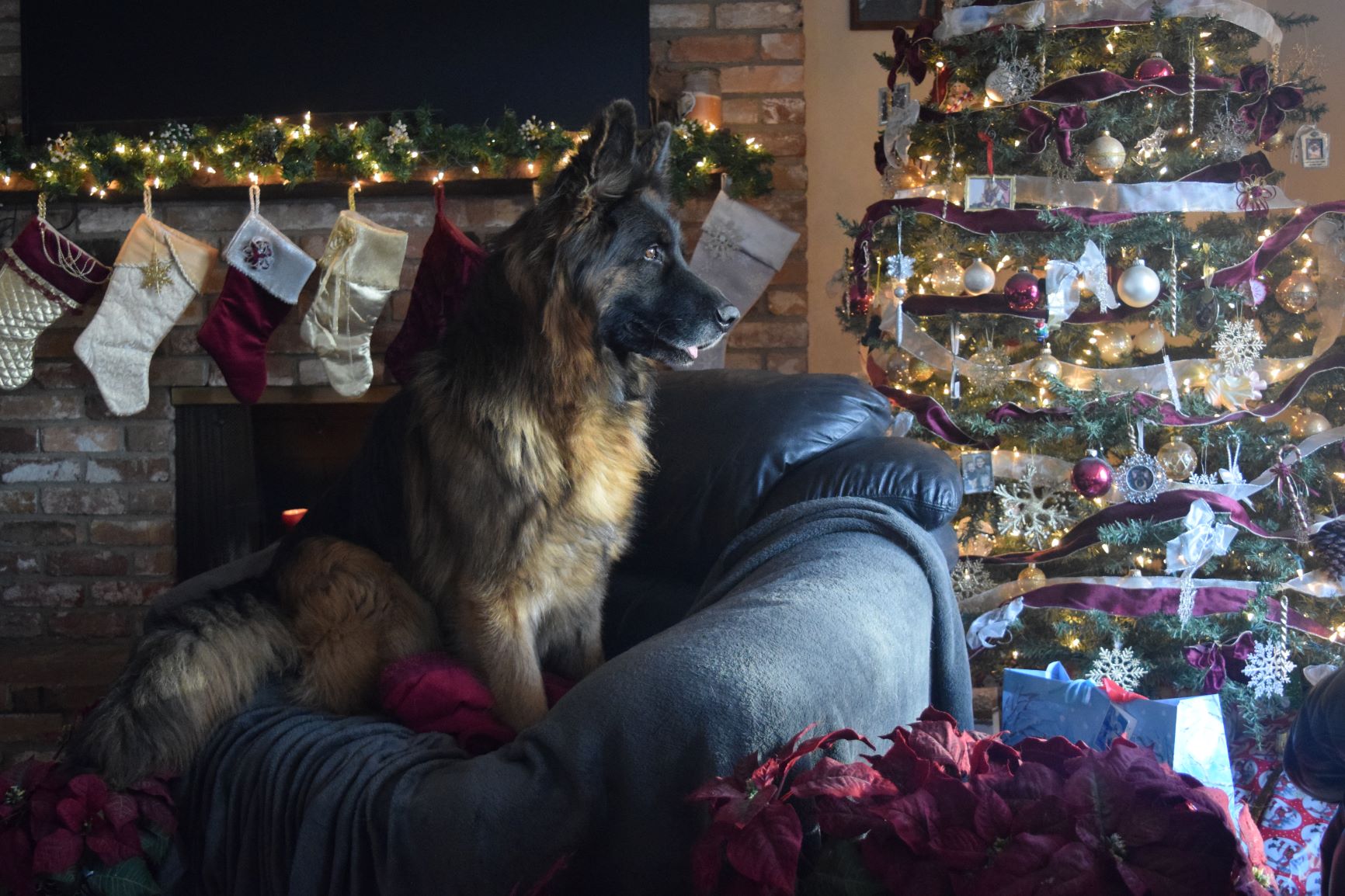 German Shephard Christmas