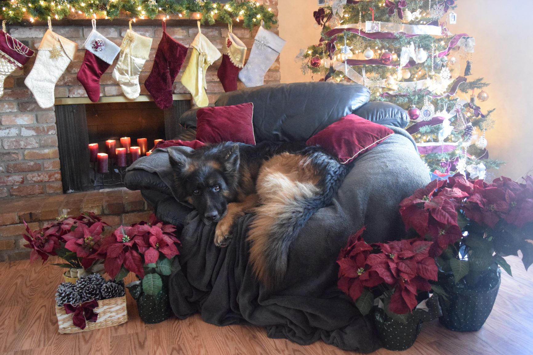 German Shepherd in Christmas Chair