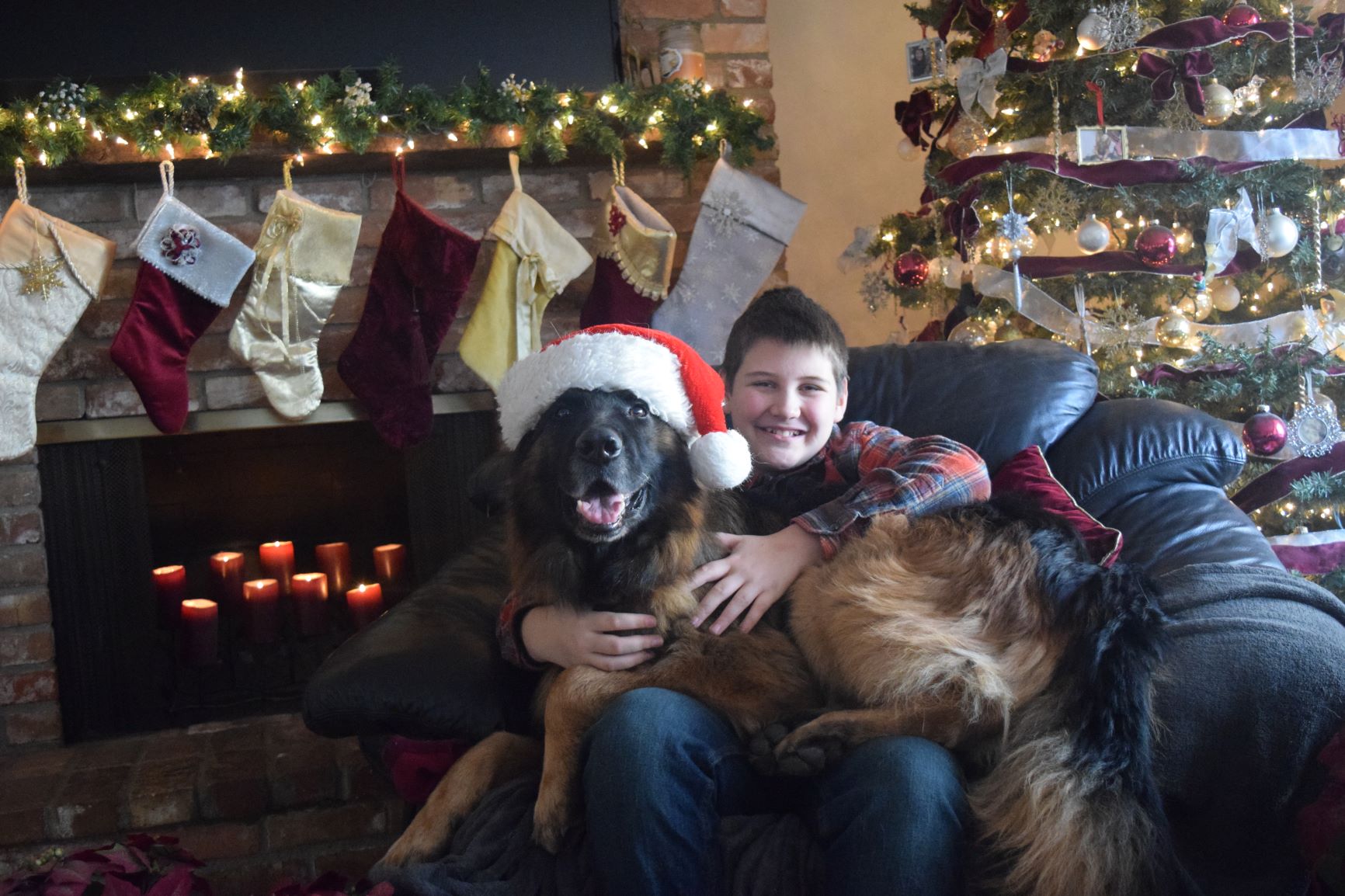 German Shepherd in Christmas Chair