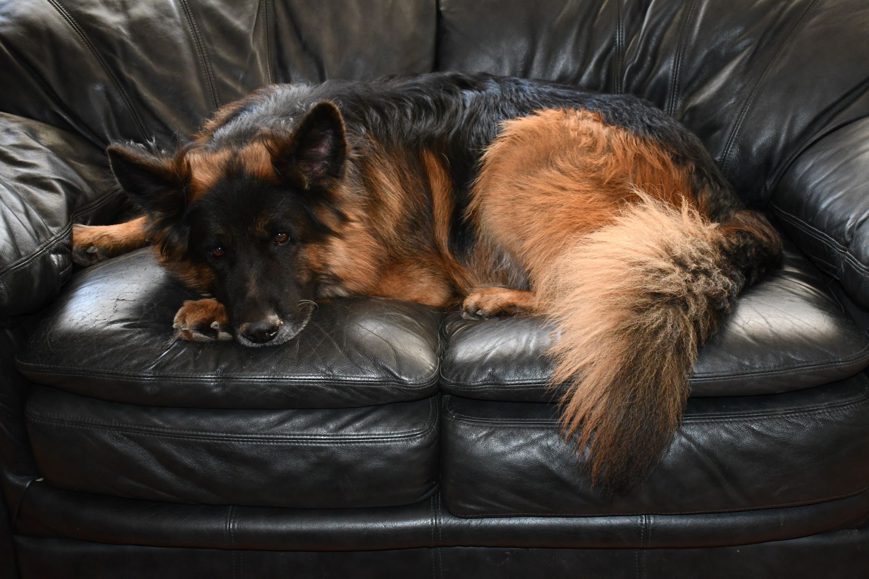 German Shepherd on Couch