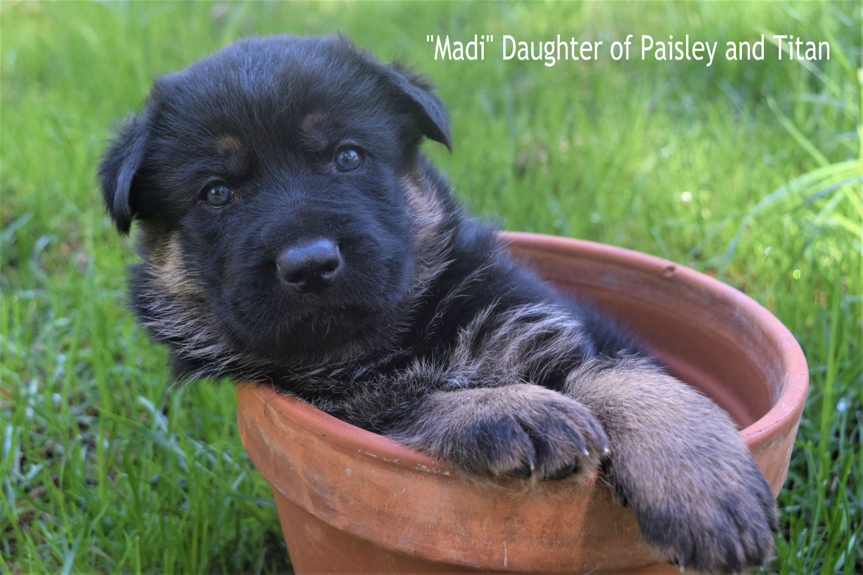 "Madi" Daughter of Paisley and Titan