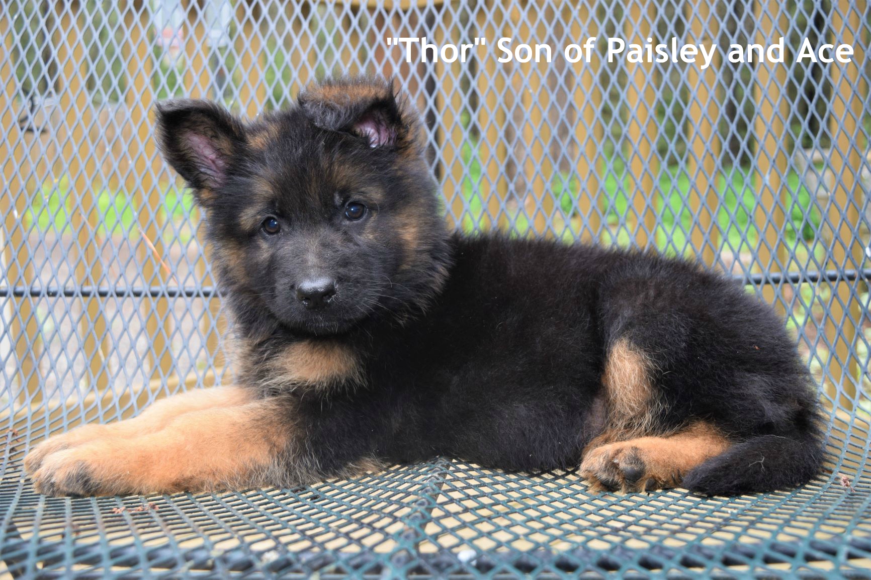 Thor Son of Paisley and Ace
