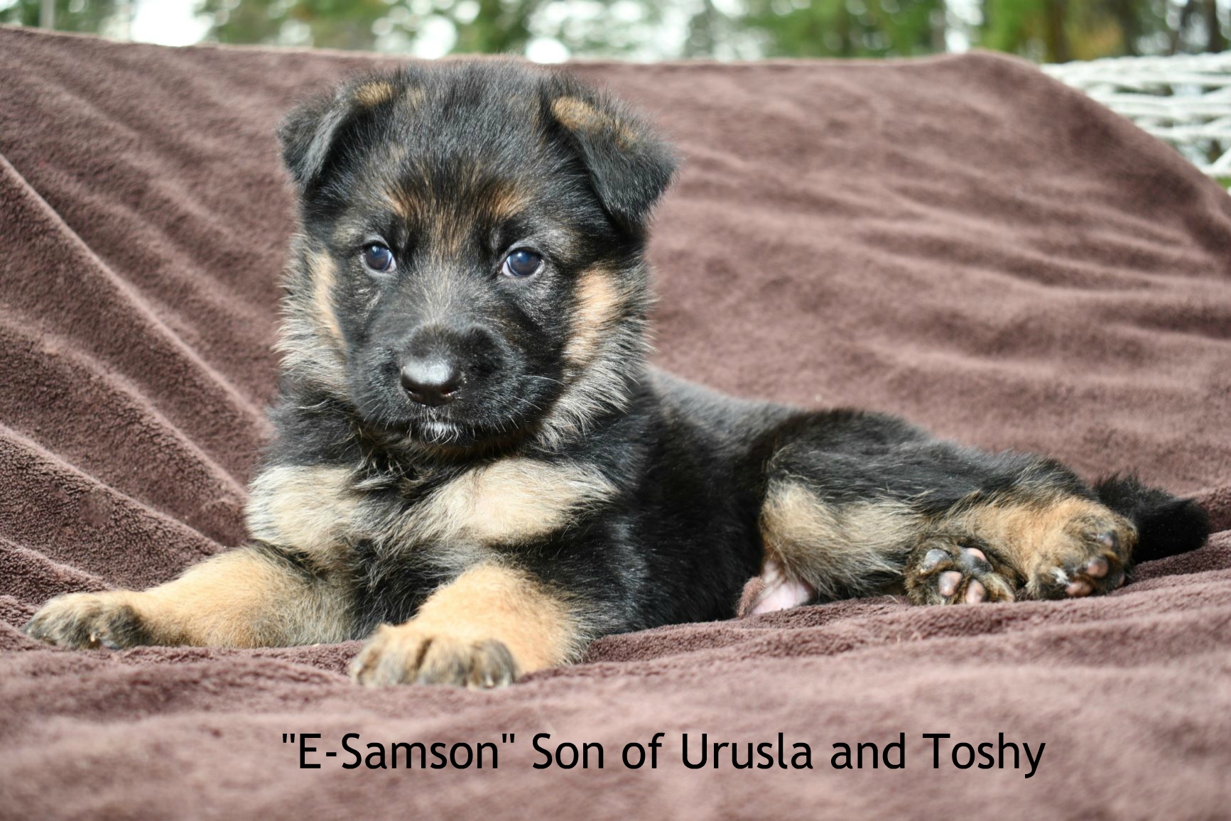 E-Samson Son of Urusla and Toshy