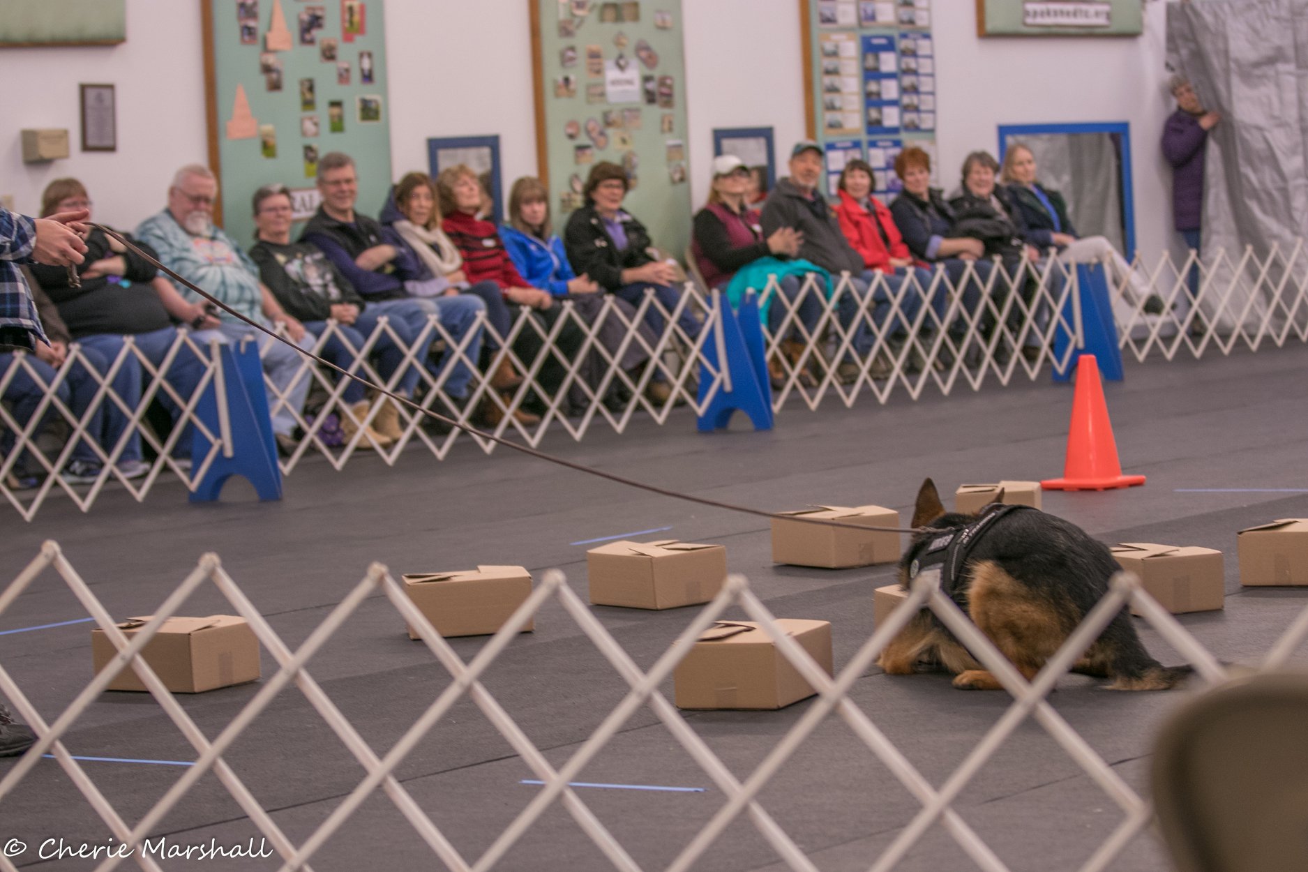 German Shepherd doing nosework