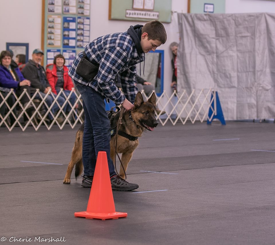 German Shepherds Tiltonhaus