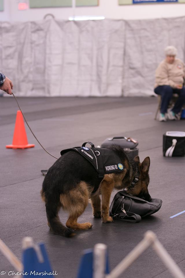 Lexi vom Tiltonhaus German Shepherd