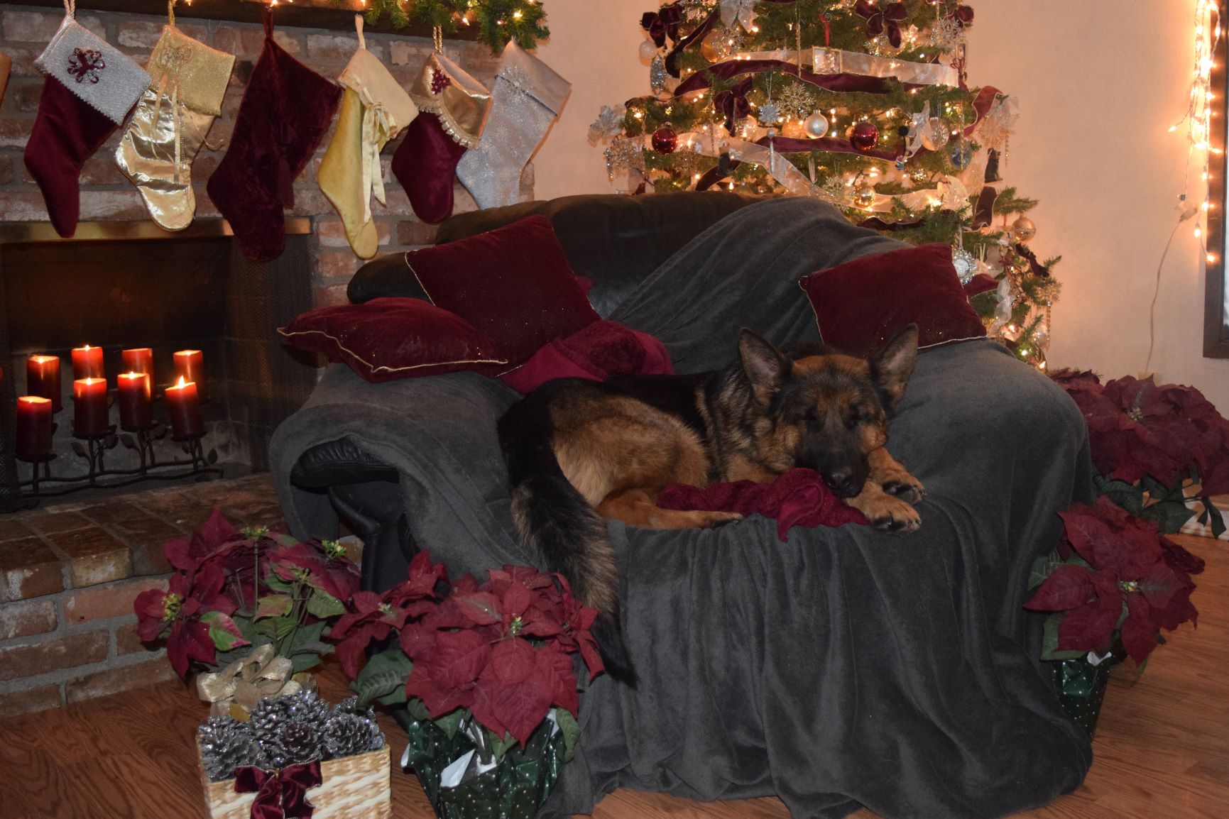 German Shepherd Christmas