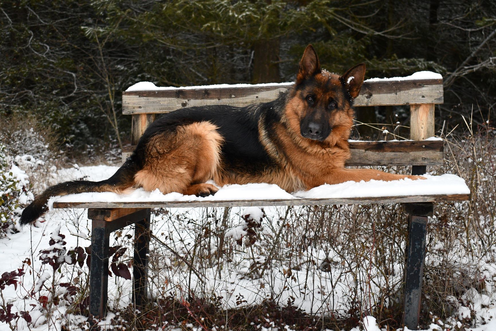 Snow German Shepherd