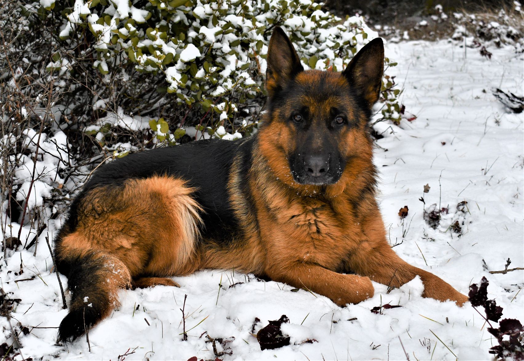 Snow  Tiltonhaus German Shepherds