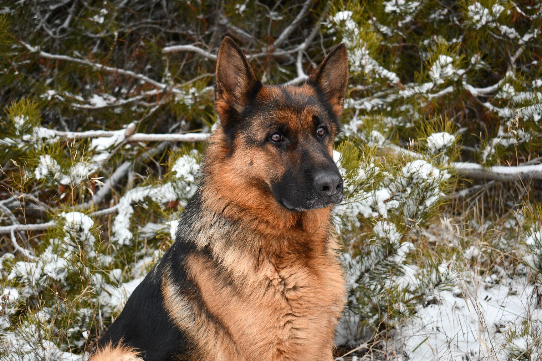 Beautiful German Shepherd