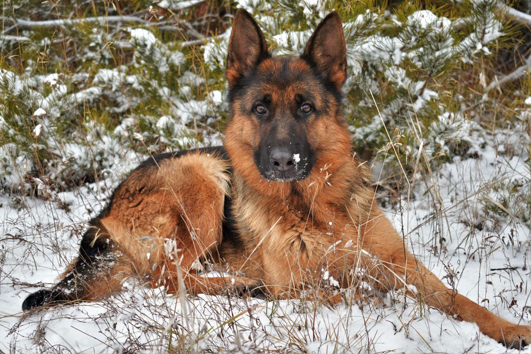German shepherd snow
