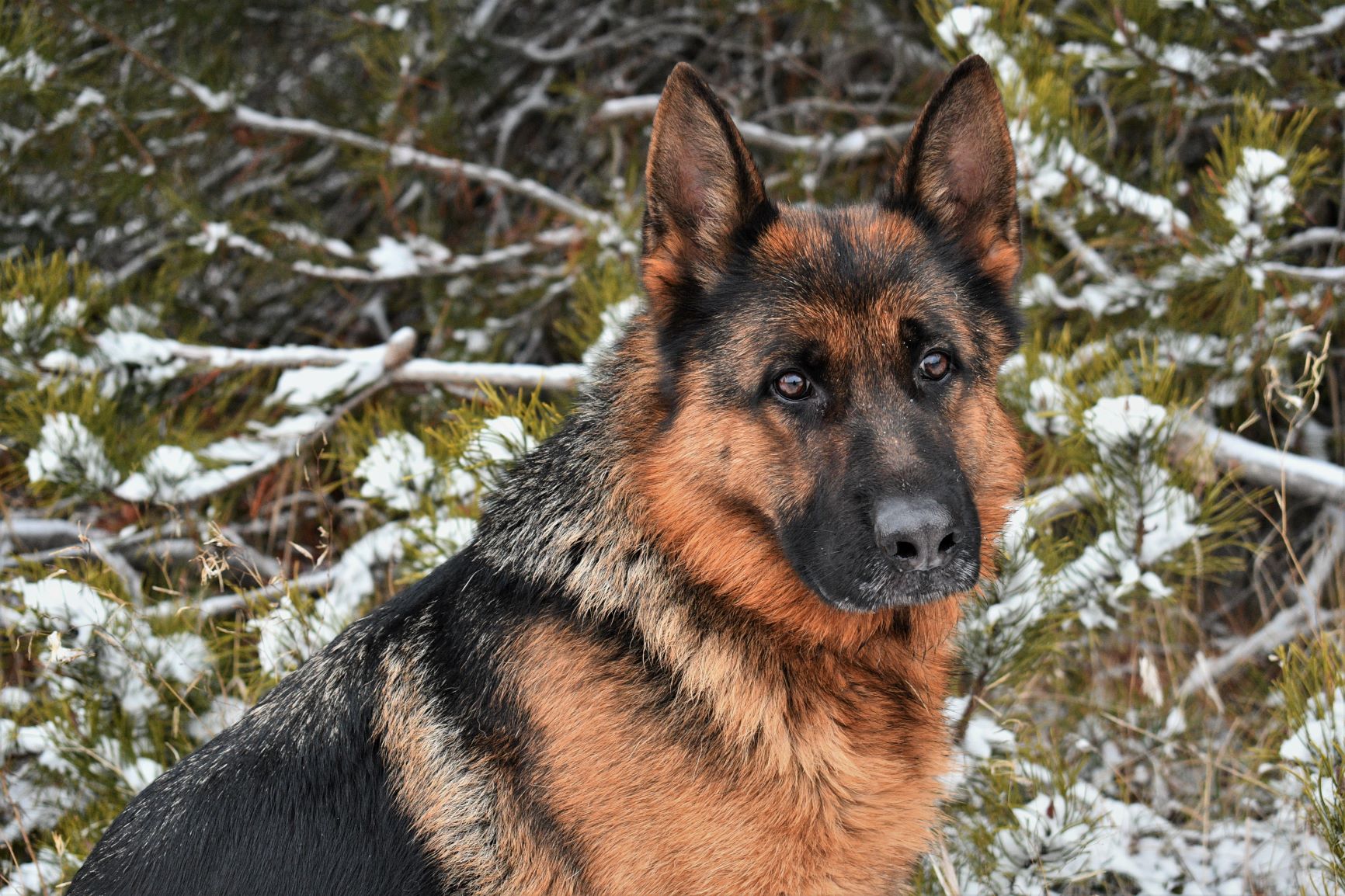 German Shepherd Beautiful